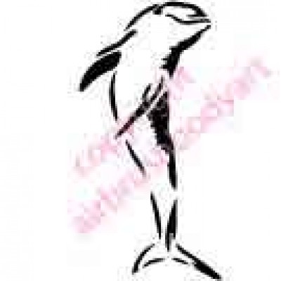 0428 dolphin