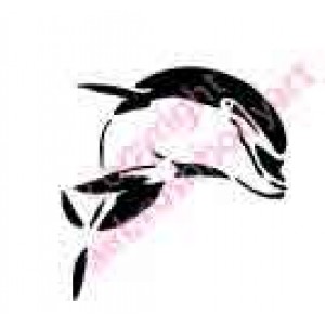 0431 dolphin
