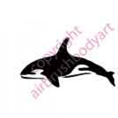 0502 orca whale
